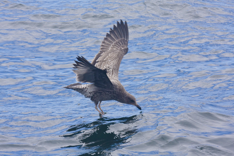 Gull Feeding On Water